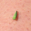 Leafhopper