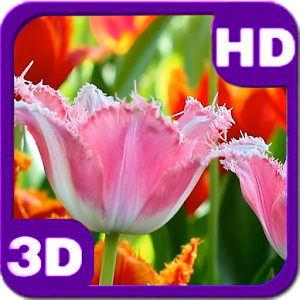Fascinating Flowering Tulips 1.4.2