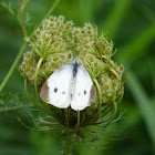 Cabbage White (菜粉蝶 )