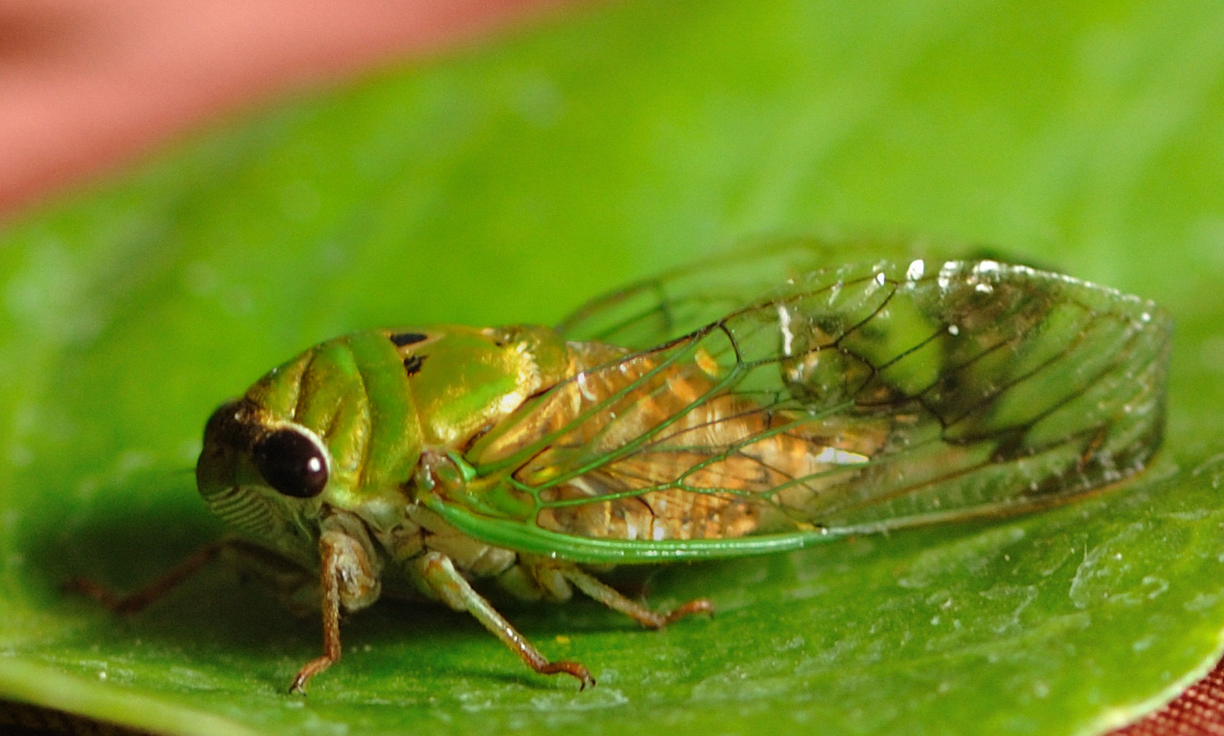 cicada