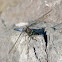 Black-Tailed Skimmer