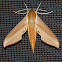 Tersa Sphinx Moth