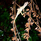 Slender Anole