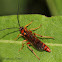 Ichneumon Wasp (male)