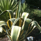 Variegated Century Plant (Agave americana var. marginata)