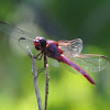 Roseate Dragonfly