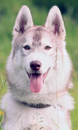 【免費娛樂App】Cute husky HD Wallpaper-APP點子