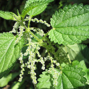 Garden Plants DB.apk 2.0