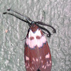 Zygaenid moth
