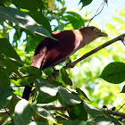 Squirrel Cuckoo - Cuco Ardilla - Chiscuao (Panama)
