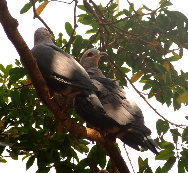 Pinon Imperial Pigeon
