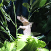 Crested geckos