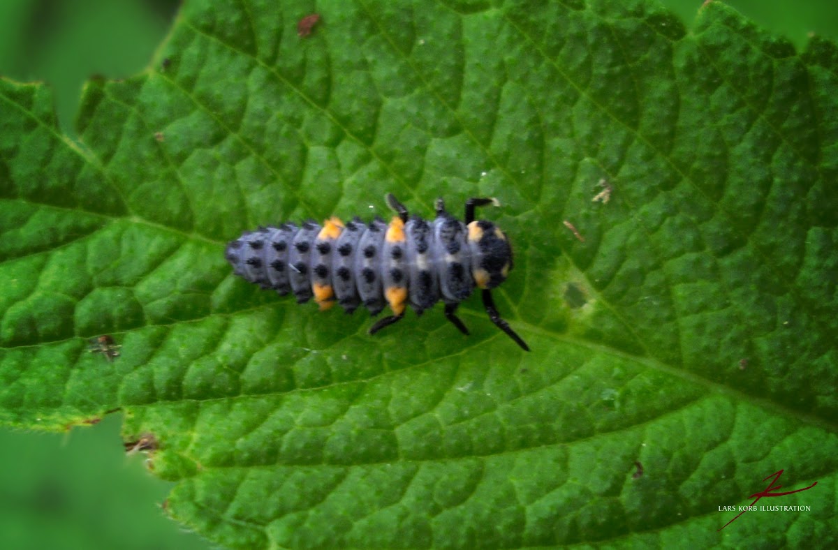 Seven Spotted Ladybug larva