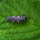 Seven Spotted Ladybug larva