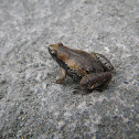 Ornate Narrow-mouthed Frog