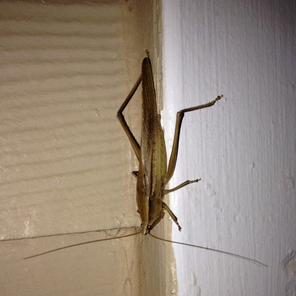 Broad-tipped Brown Katydid | Project Noah