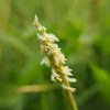 Seashore centipede grass