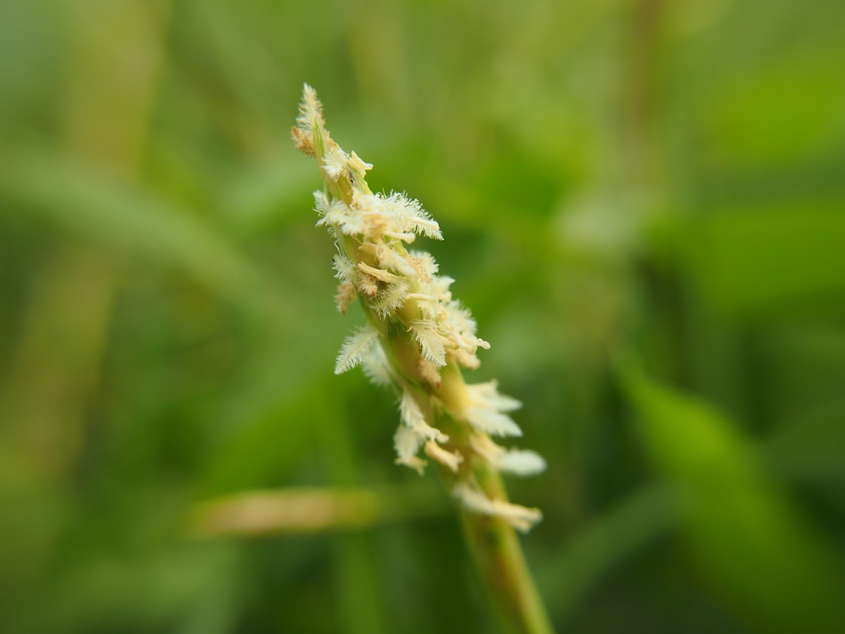 Seashore centipede grass