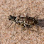 Hairy-necked Tiger Beetle