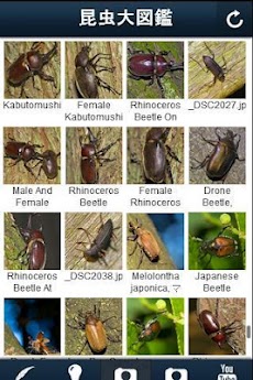 昆虫大図鑑のおすすめ画像3