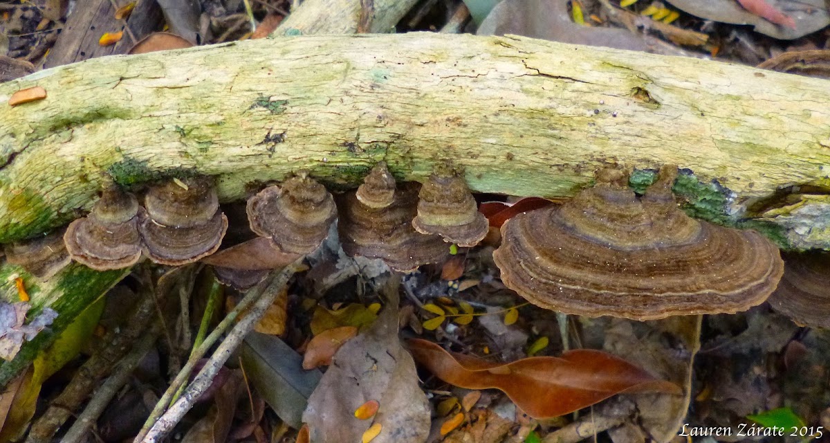 Turkey Tail Shelf Fungus