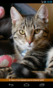 Download Cat of the Day APK for PC