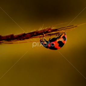 mini by Himanshu Maya - Animals Insects & Spiders