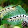 White-Marked Tussock Moth caterpillars