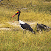 Saddlebill Stork
