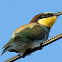 european bee-eater