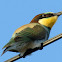 european bee-eater