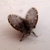 Moth flies. Mosquita humedad