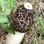 Common stinkhorn