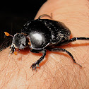 Unknown Thai Beetle