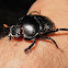 Unknown Thai Beetle