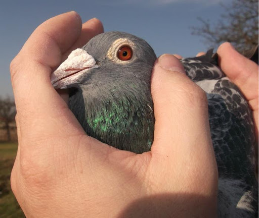 Racing Pigeons Master Three