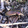 Körniger Laufkäfer (Granulated Ground Beetle)