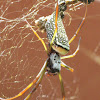 Golden Silk Orbweaver