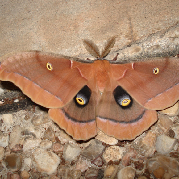 Giant Silkworm Moth Project Noah