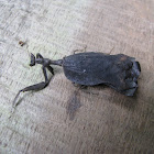 Black leaf mantis?
