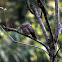 Yellow-billed babbler