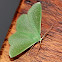 Emerald moth
