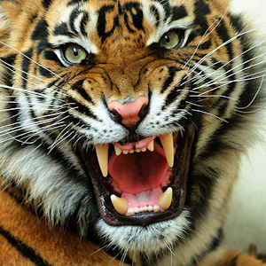 Tigers Games.apk 1.0