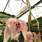 Stanhopea orchid