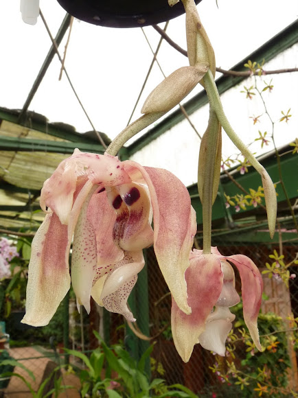 Stanhopea orchid | Project Noah
