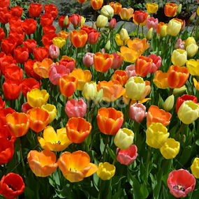 Garden of tulips by Patricia Tracy - Flowers Flower Gardens