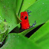 Strawberry Poison-dart Frog