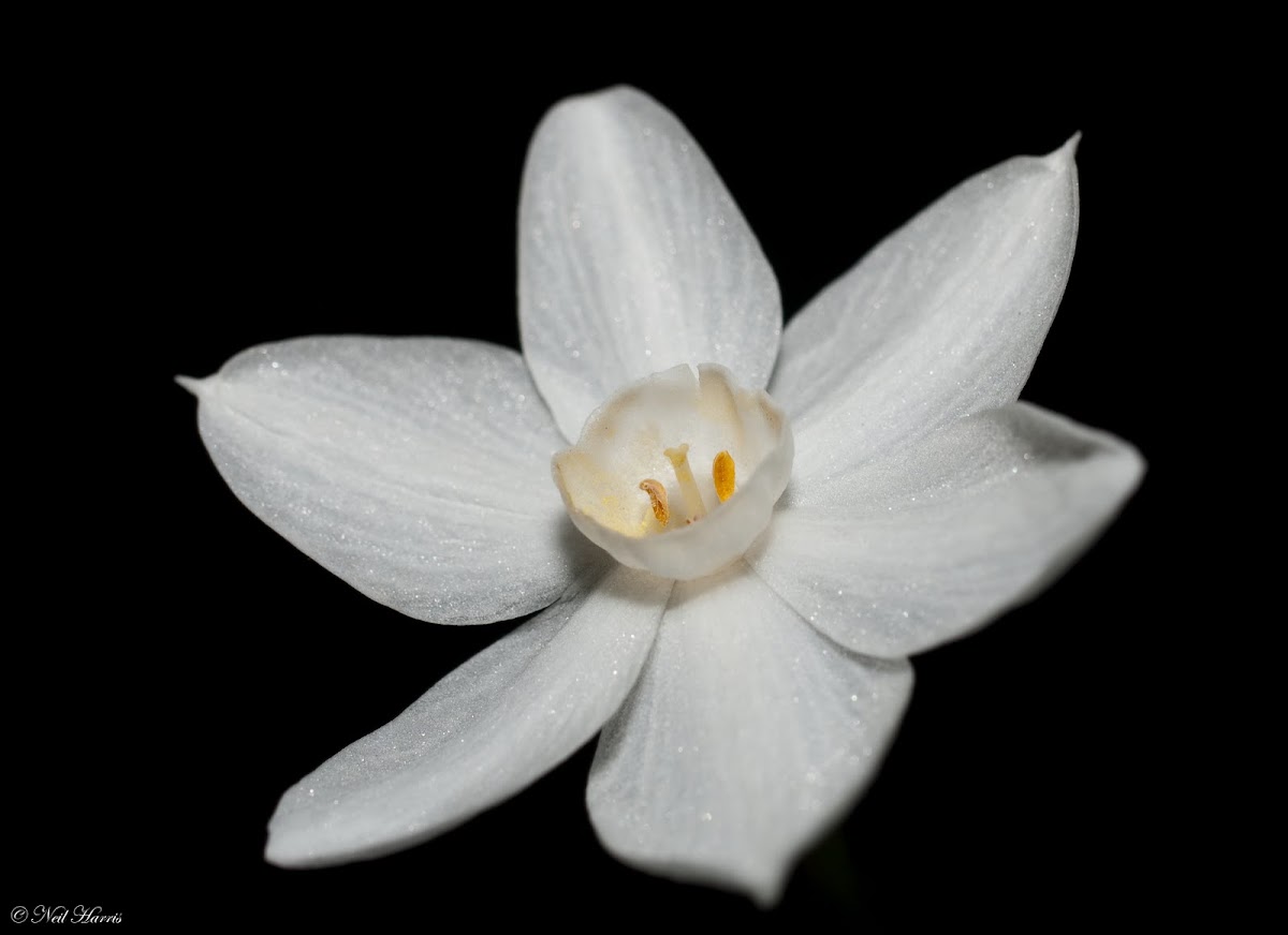Paperwhite Narcissus 