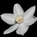 Paperwhite Narcissus 