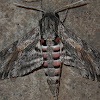 Convolvulus Hawk Moth (male)